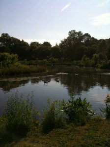 12 geese on the pond