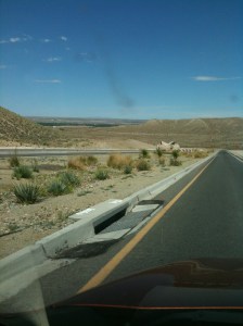 13 snake in median Albuquerque