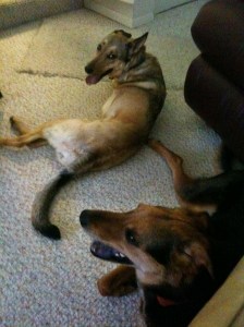 14 tired after the walk