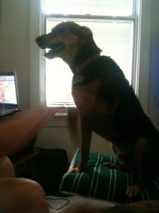 8 6.14.10 elvis on furniture